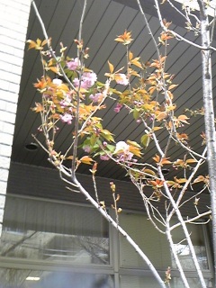 ���������̍�