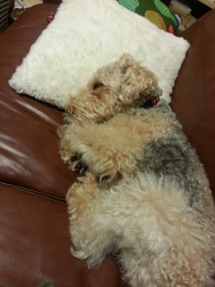 ��������ł�